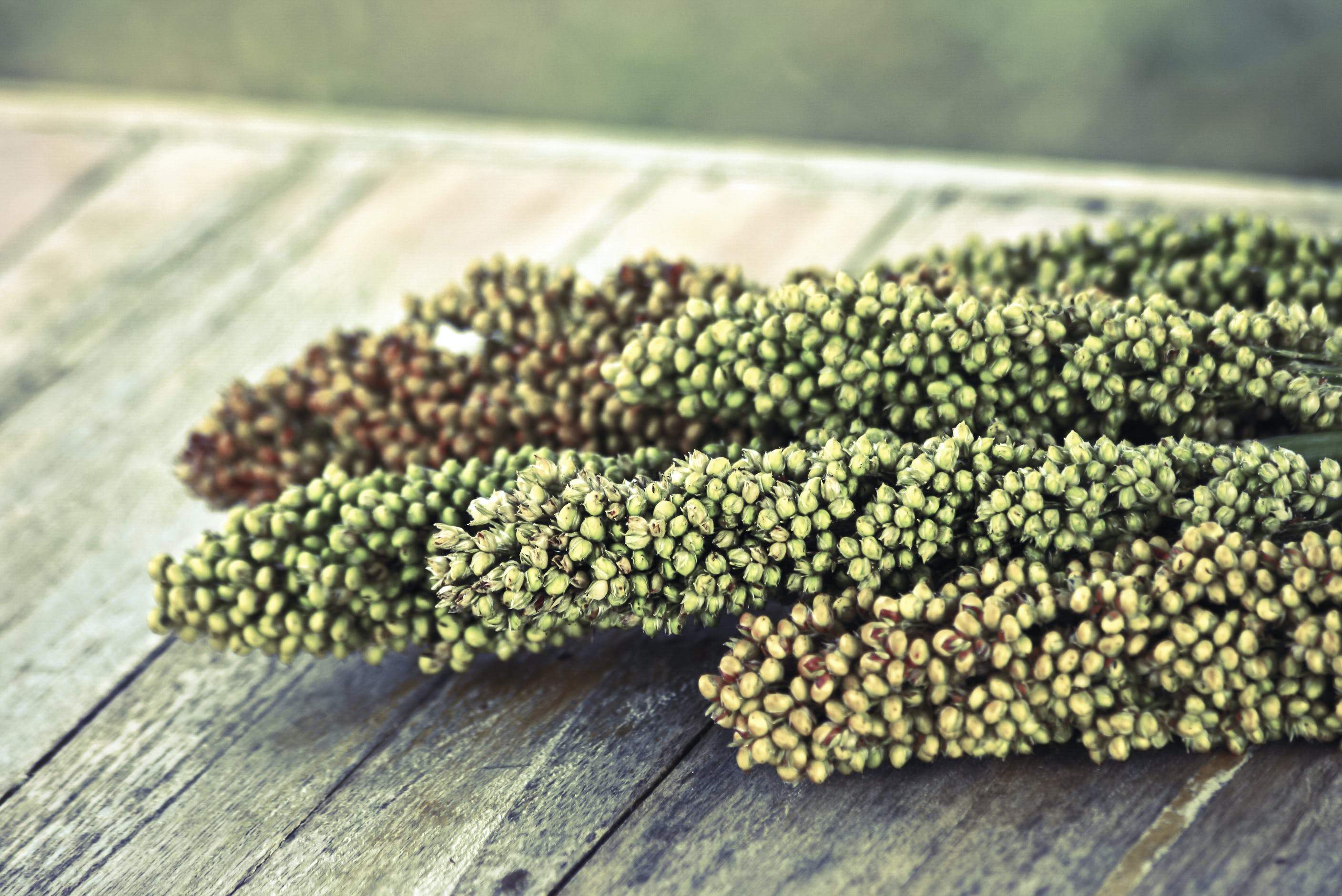 Everything You Need to Know About Sorghum Everything You Need to Know About Sorghum