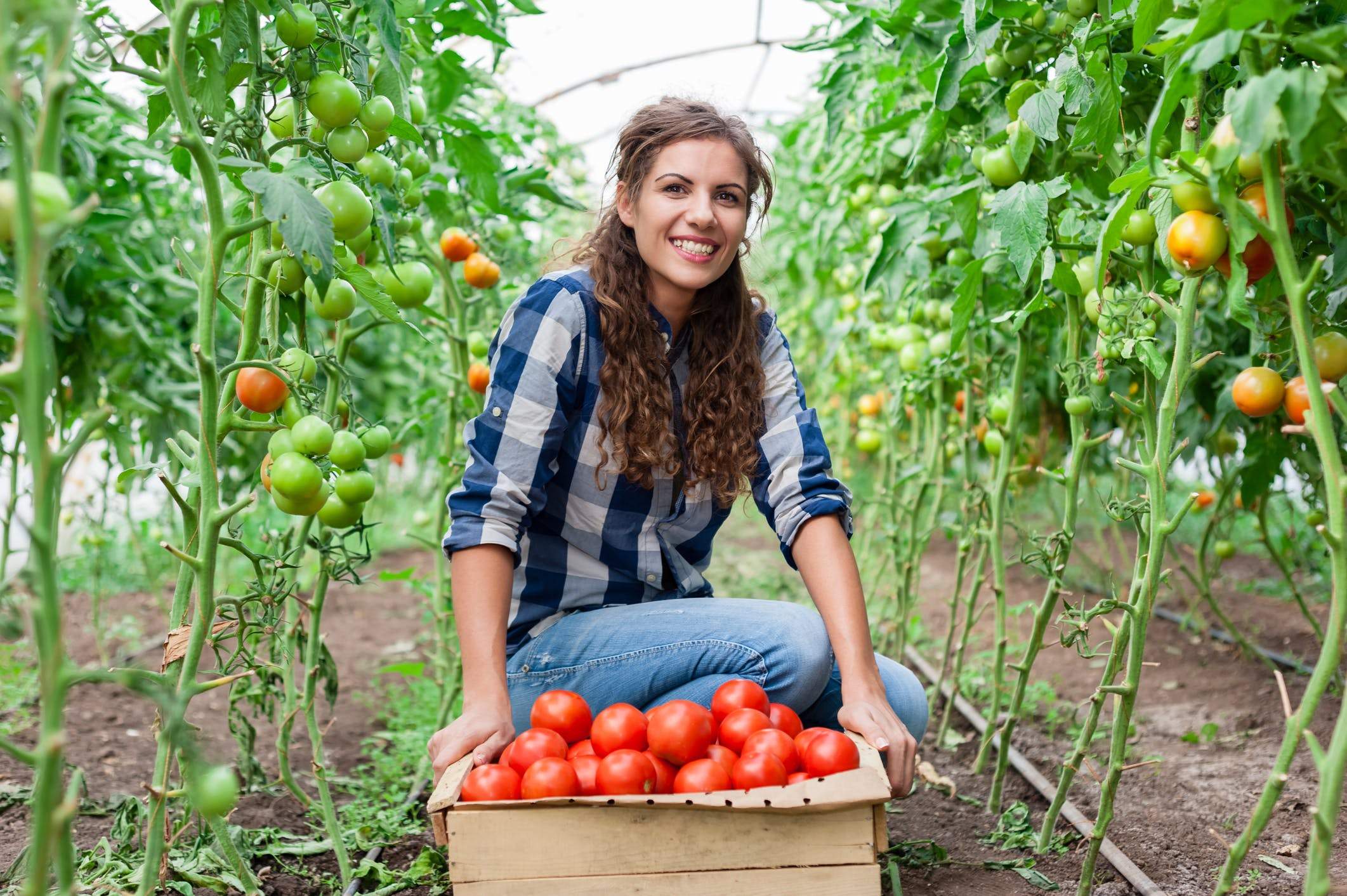 Taking Advantage of Tomato Season Taking Advantage of Tomato Season