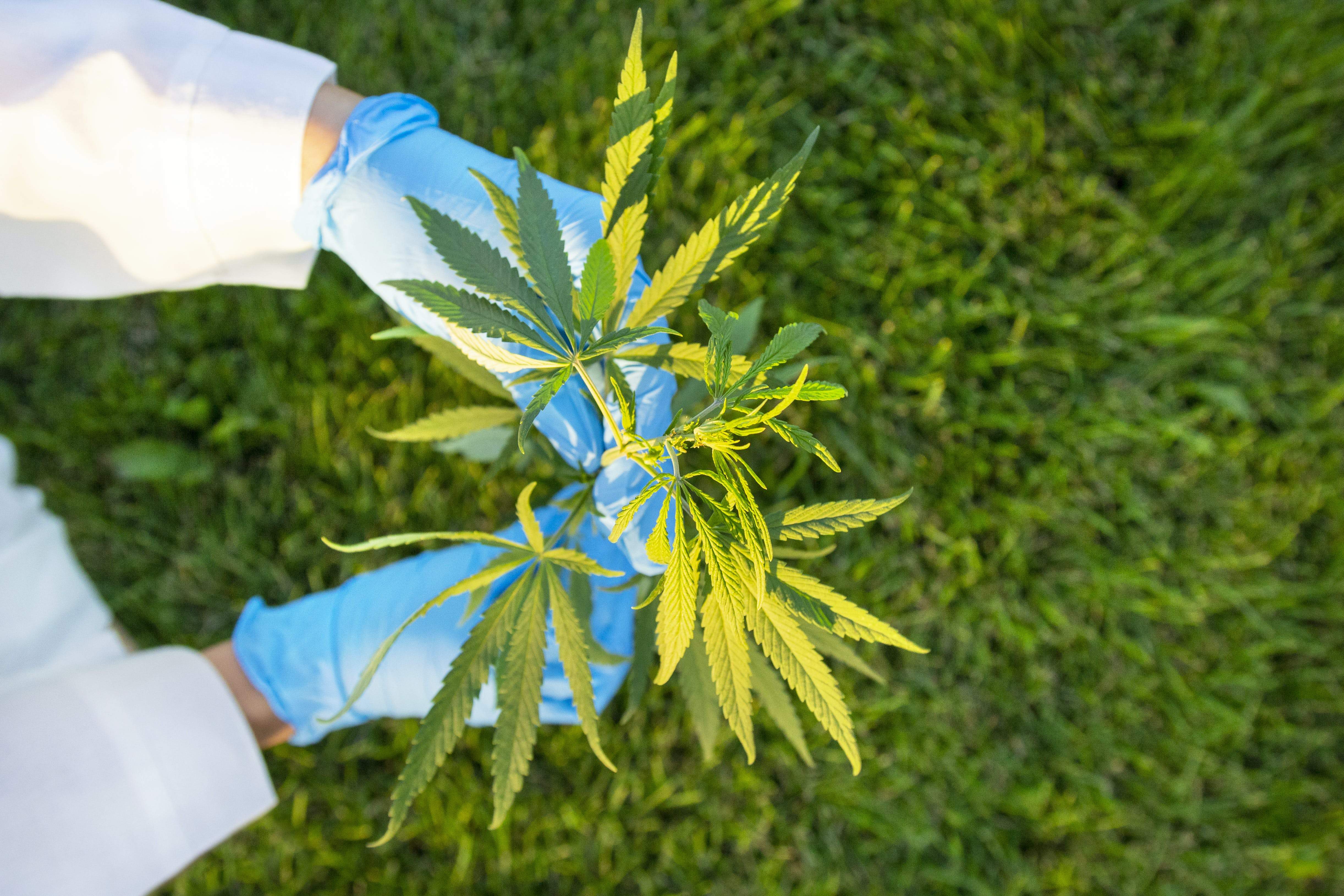 Q&A with Registered Dietitian and Holistic Cannabis Practitioner Janice Newell Bissex Q&A with Registered Dietitian and Holistic Cannabis Practitioner Janice Newell Bissex