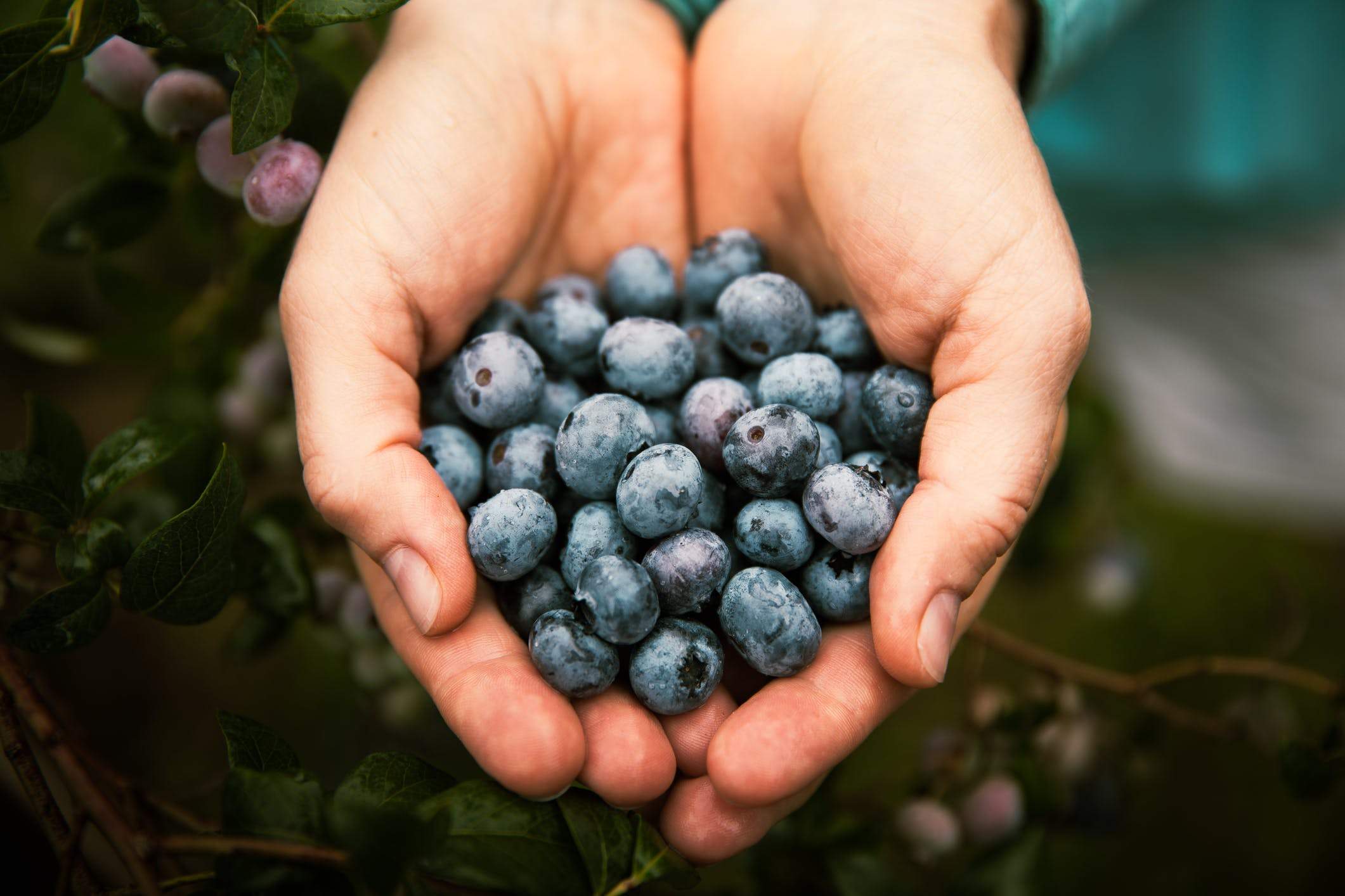 Blueberries: Are They the Next Big Thing in Nutritional Supplements?