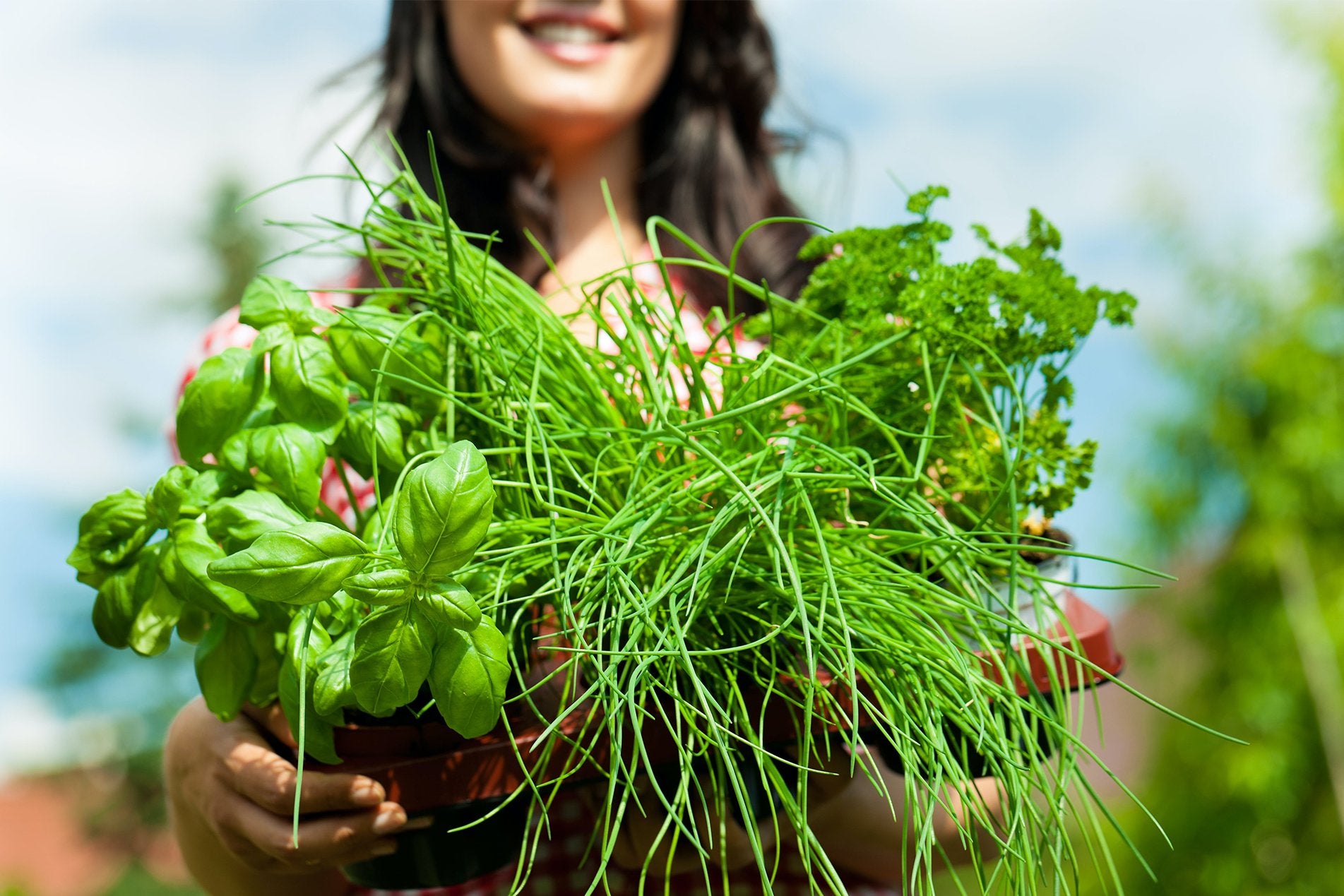 Beginner’s Guide to Herb Gardening